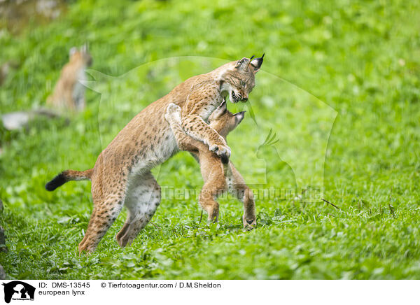 Europischer Luchs / european lynx / DMS-13545