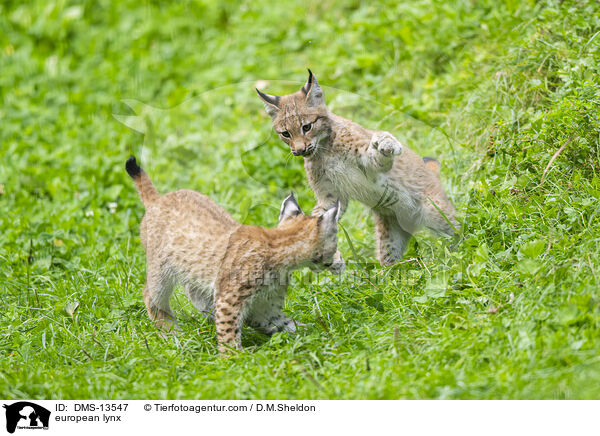Europischer Luchs / european lynx / DMS-13547