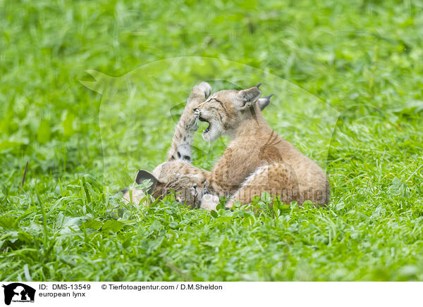 Europischer Luchs / european lynx / DMS-13549