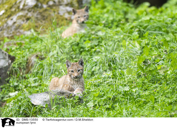 Europischer Luchs / european lynx / DMS-13550