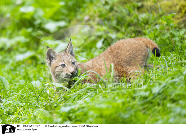 Europischer Luchs / european lynx / DMS-13557