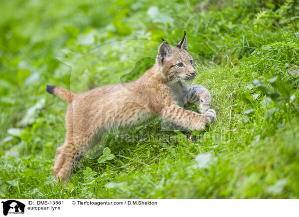 Europischer Luchs / european lynx / DMS-13561