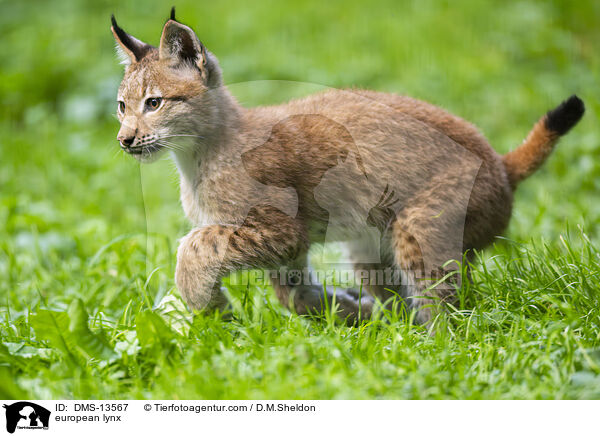 Europischer Luchs / european lynx / DMS-13567