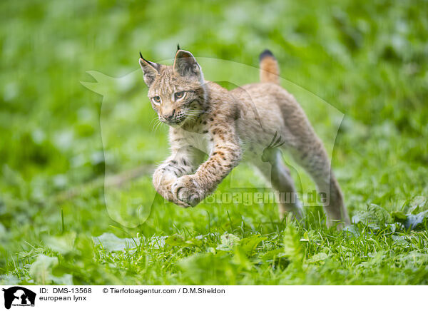 Europischer Luchs / european lynx / DMS-13568
