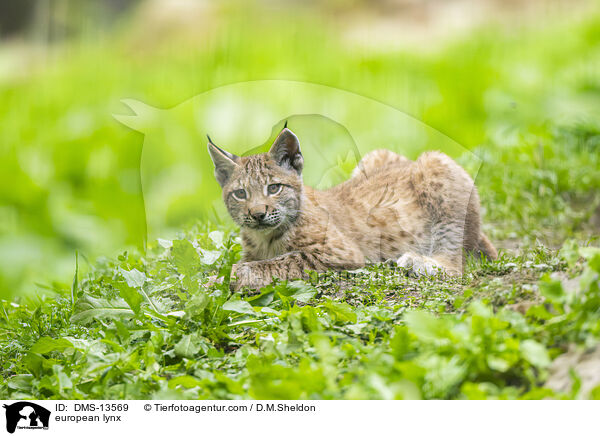 Europischer Luchs / european lynx / DMS-13569