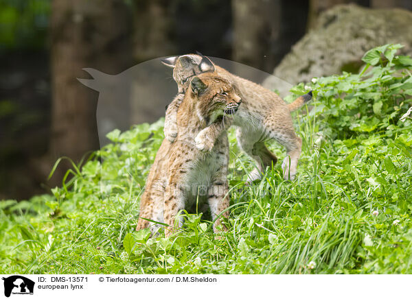 Europischer Luchs / european lynx / DMS-13571