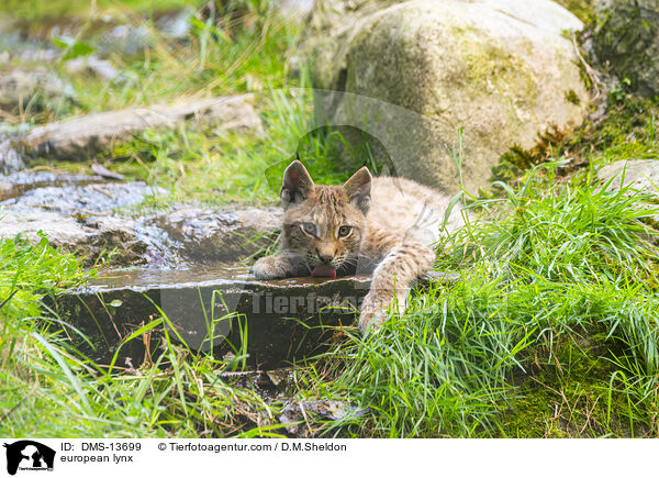 Europischer Luchs / european lynx / DMS-13699