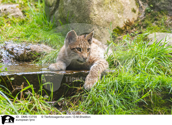 european lynx / DMS-13700