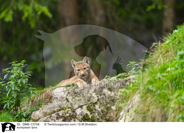 Europischer Luchs / european lynx / DMS-13708