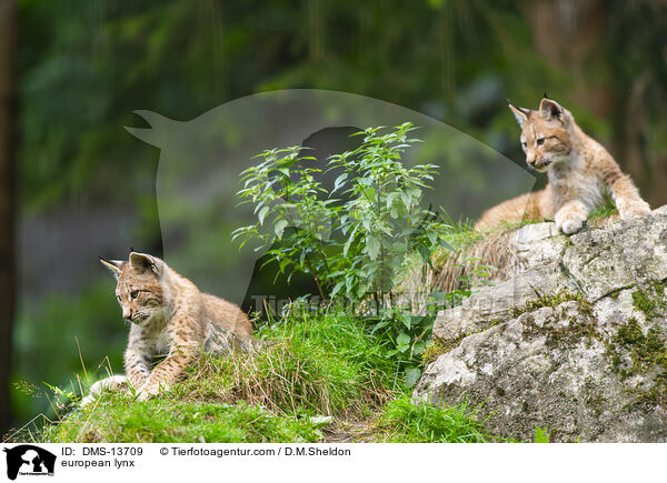 Europischer Luchs / european lynx / DMS-13709