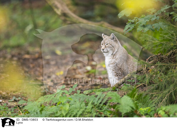 Europischer Luchs / Lynx / DMS-13803