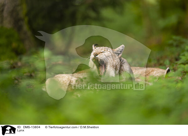 Europischer Luchs / Lynx / DMS-13804