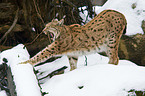 Carpathian lynx