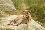 lynx