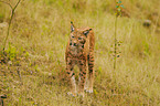 lynx