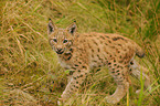 young lynx