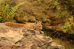 young lynx