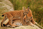 lynxes