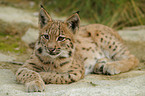 young lynx