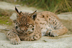 young lynx