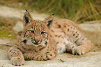 young lynx
