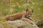 young lynx