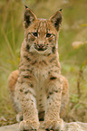 young lynx
