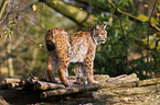 lynx
