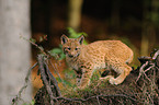 young lynx