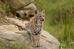 young lynx