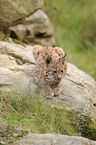 young lynx