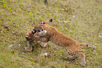 lynxes