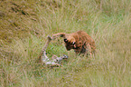 lynxes