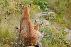 lynxes