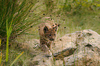 young lynx