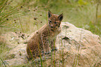 young lynx