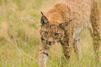 lynx