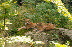 lynxes