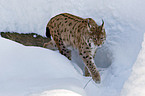 lynx