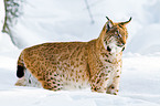 lynx