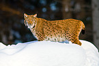 lynx
