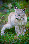 Lynx