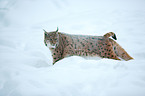 Lynx