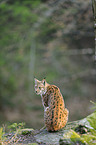 lynx