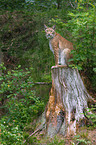 Eurasian Lynx