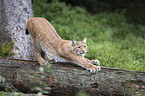 Carpathian Lynx