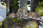 Carpathian Lynxes