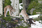Carpathian Lynxes