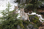 Carpathian Lynxes