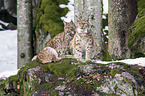 Carpathian Lynxes